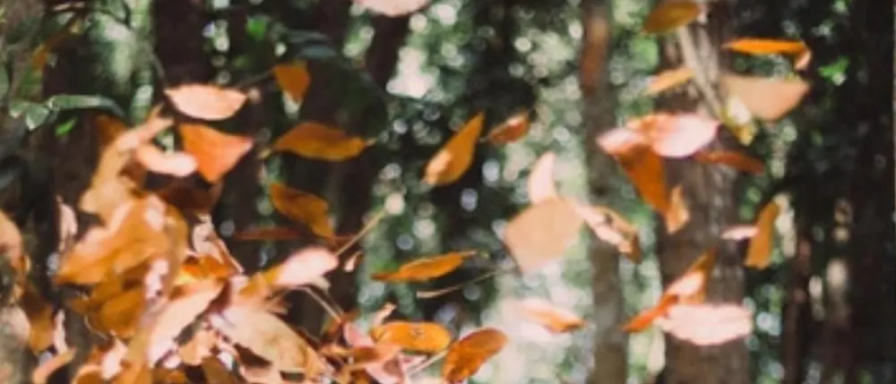 Dry leaves falling through the trees
